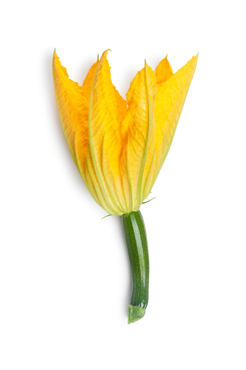 rostlina