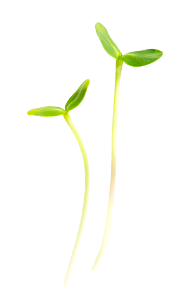 rostlina
