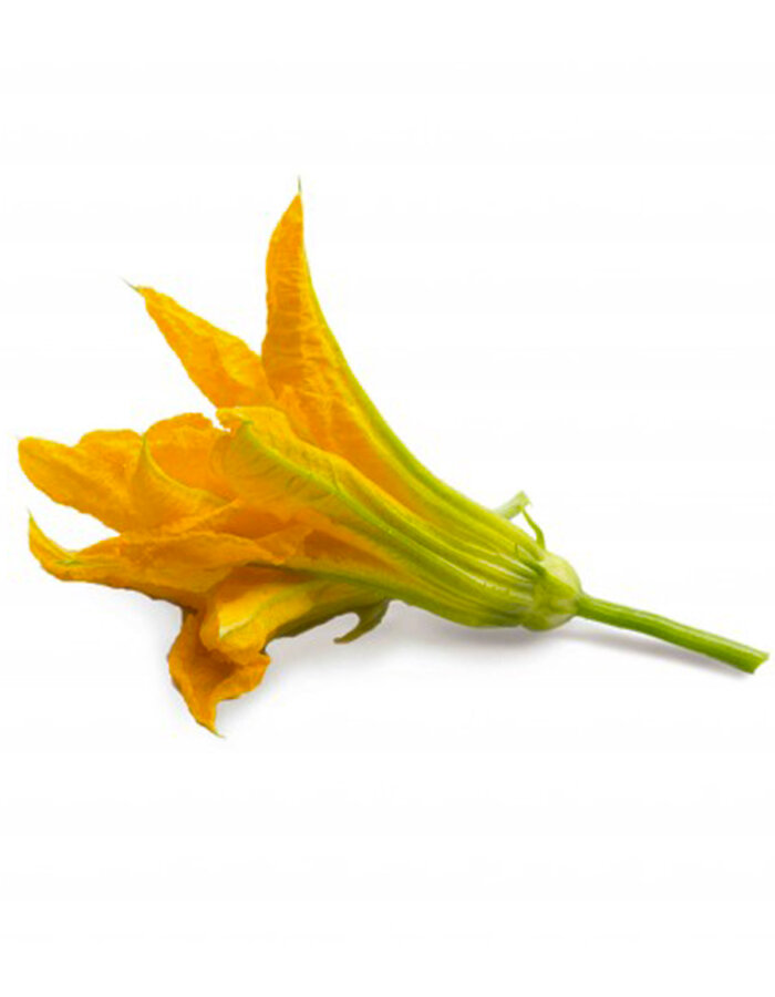 rostlina