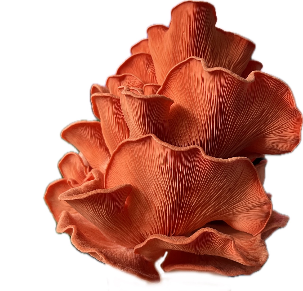 rostlina