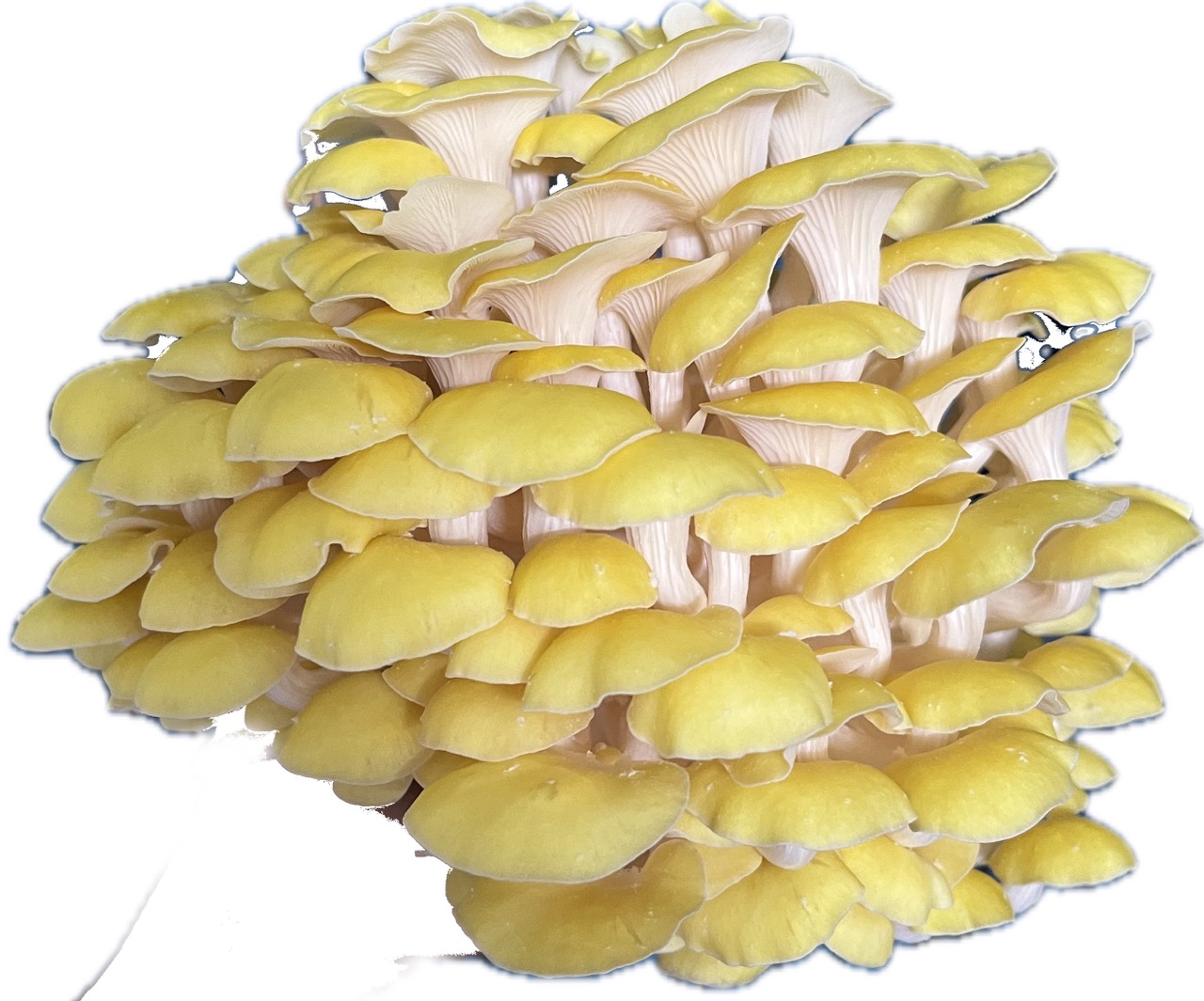 rostlina