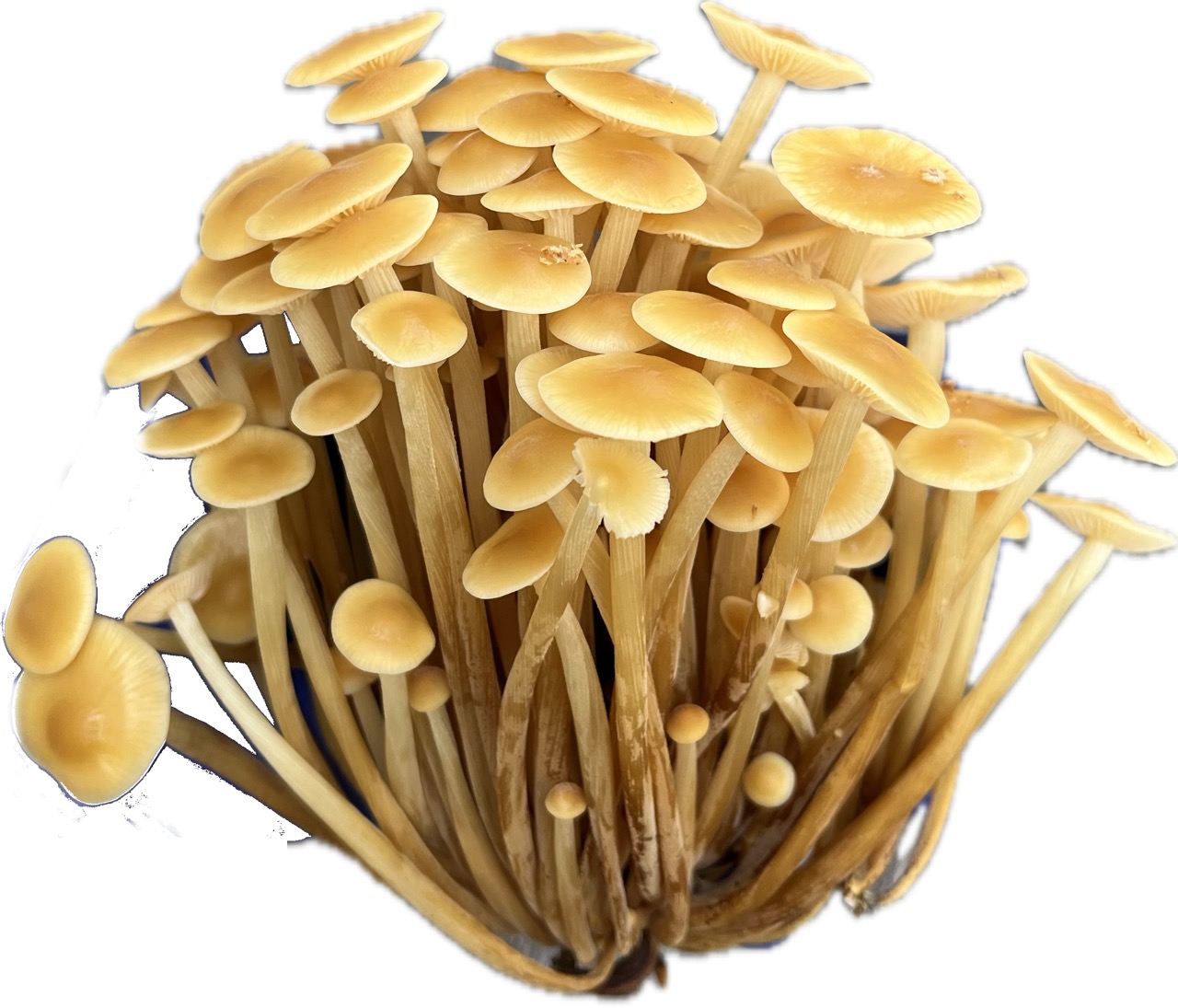 rostlina