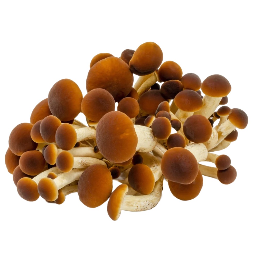 rostlina