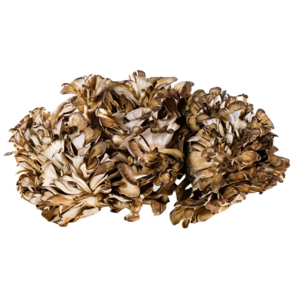 rostlina